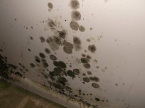 Mold Removal by Aspen Air Duct Cleaning