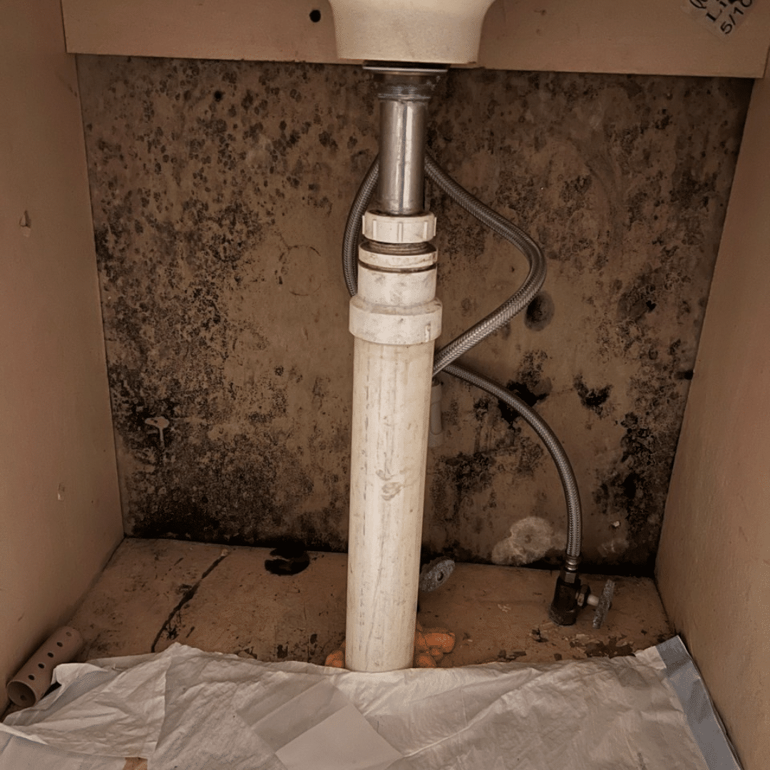 mold removal services